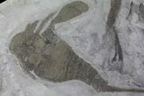 Eurypterus (Sea Scorpion) Fossil - New York #179491-3